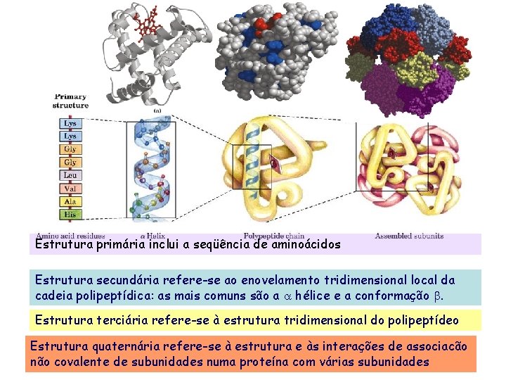Estrutura primária inclui a seqüência de aminoácidos Estrutura secundária refere-se ao enovelamento tridimensional local