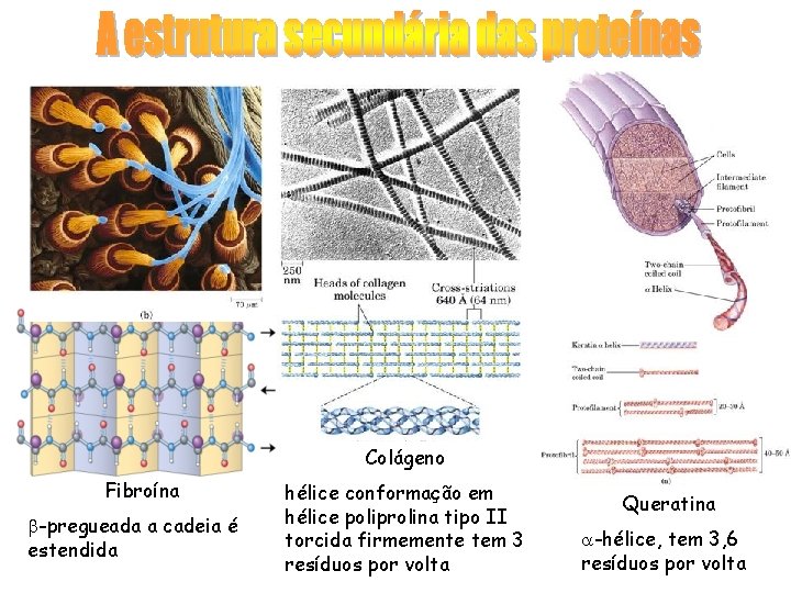 Colágeno Fibroína b-pregueada a cadeia é estendida hélice conformação em hélice poliprolina tipo II