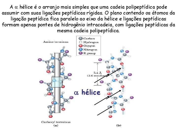 A a hélice é o arranjo mais simples que uma cadeia polipeptídica pode assumir