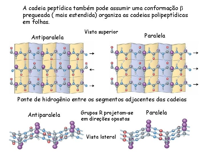 A cadeia peptídica também pode assumir uma conformação b pregueada ( mais estendida) organiza
