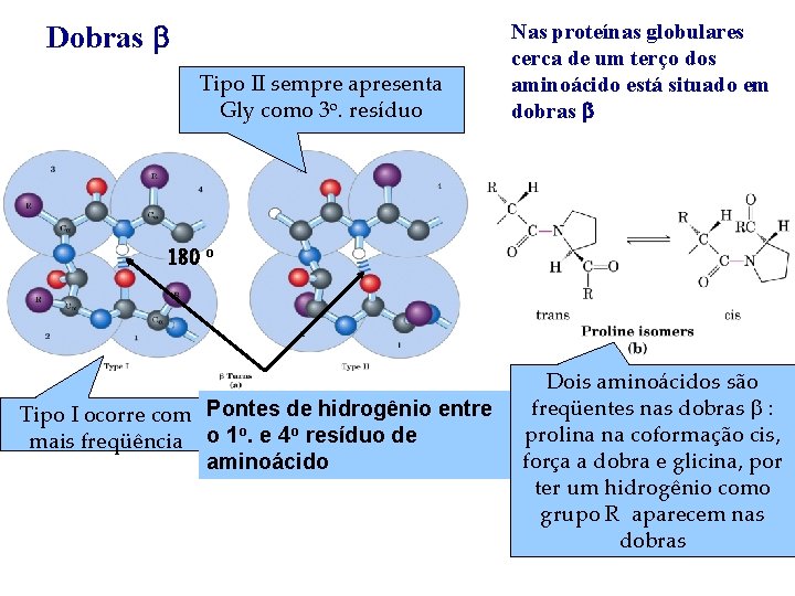Dobras b Tipo II sempre apresenta Gly como 3 o. resíduo Nas proteínas globulares