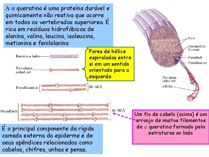 A a queratina é uma proteína durável e quimicamente não reativa que ocorre em