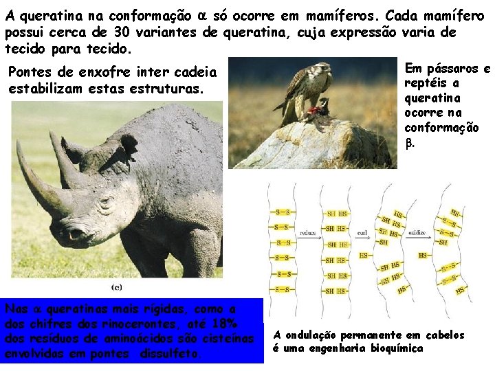 A queratina na conformação só ocorre em mamíferos. Cada mamífero possui cerca de 30
