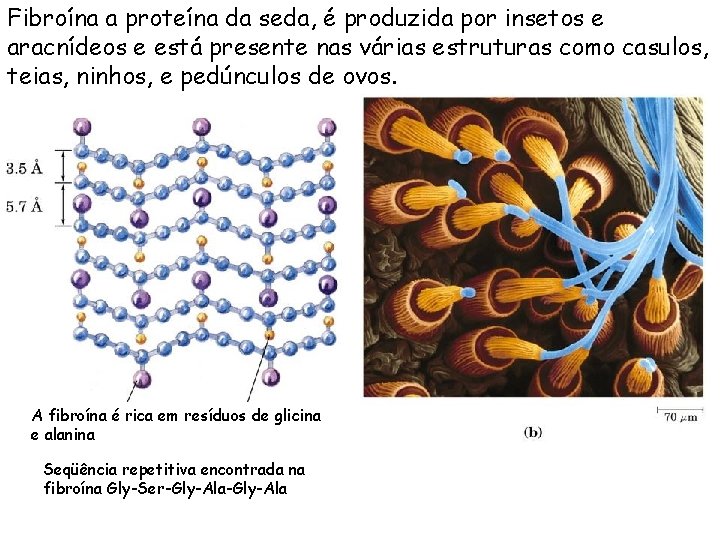 Fibroína a proteína da seda, é produzida por insetos e aracnídeos e está presente