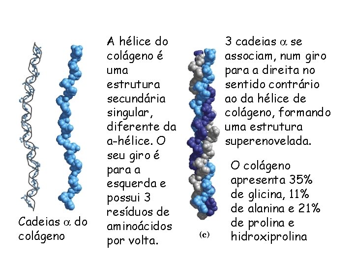 Cadeias a do colágeno A hélice do colágeno é uma estrutura secundária singular, diferente