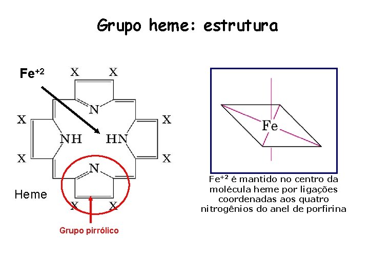 Grupo heme: estrutura Fe+2 é mantido no centro da molécula heme por ligações coordenadas