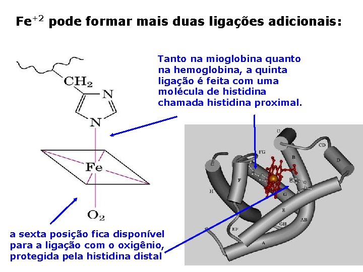 Fe+2 pode formar mais duas ligações adicionais: Tanto na mioglobina quanto na hemoglobina, a