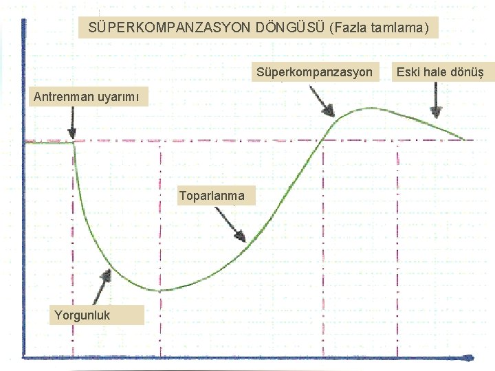 SÜPERKOMPANZASYON DÖNGÜSÜ (Fazla tamlama) Süperkompanzasyon Antrenman uyarımı Toparlanma Yorgunluk Eski hale dönüş 