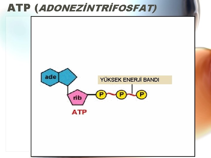 ATP (ADONEZİNTRİFOSFAT) YÜKSEK ENERJİ BANDI 