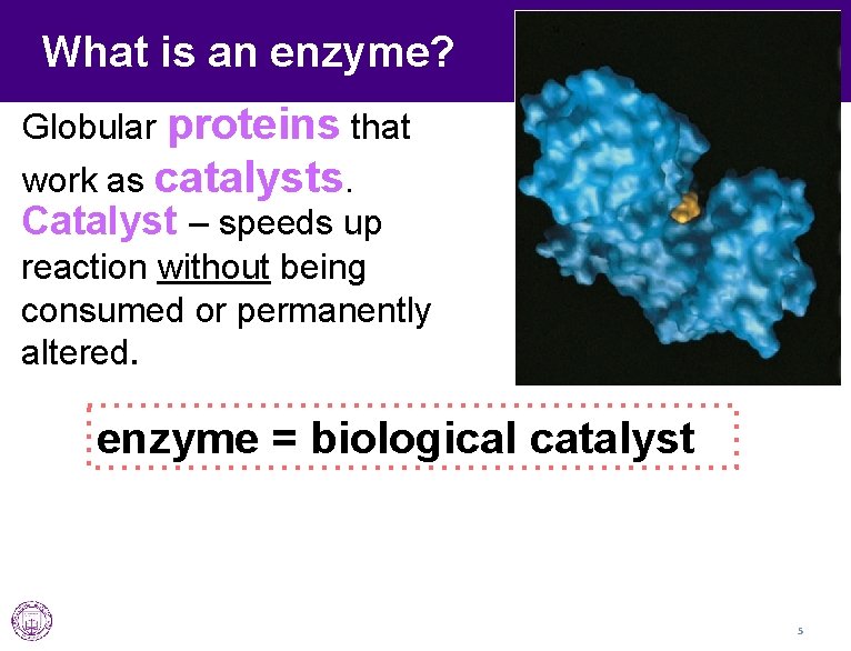 Unit 03 Metabolism Lesson 03 Intro to Enzymes