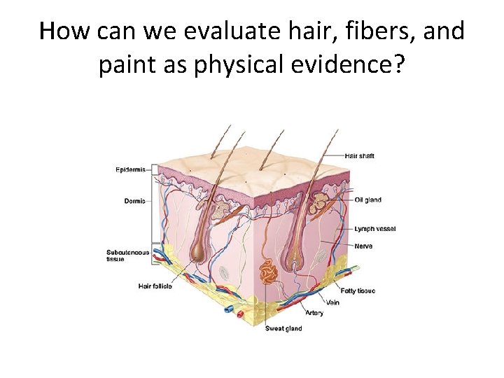 How can we evaluate hair, fibers, and paint as physical evidence? 