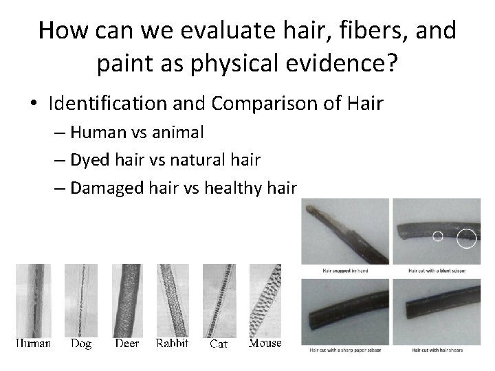 How can we evaluate hair, fibers, and paint as physical evidence? • Identification and