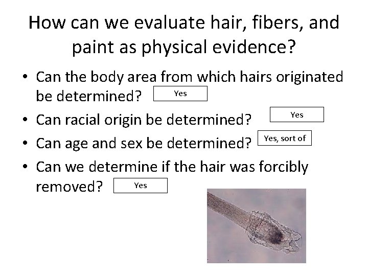 How can we evaluate hair, fibers, and paint as physical evidence? • Can the