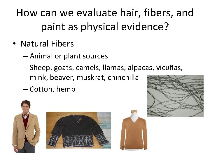 How can we evaluate hair, fibers, and paint as physical evidence? • Natural Fibers