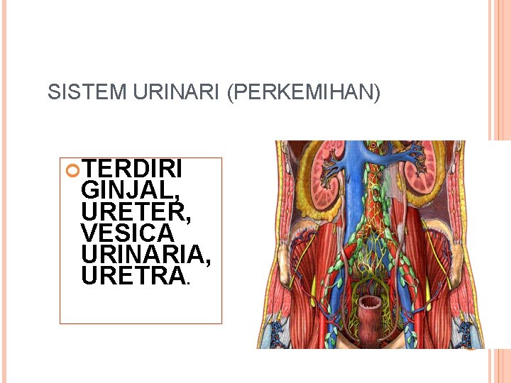 SISTEM URINARI (PERKEMIHAN) TERDIRI GINJAL, URETER, VESICA URINARIA, URETRA. 