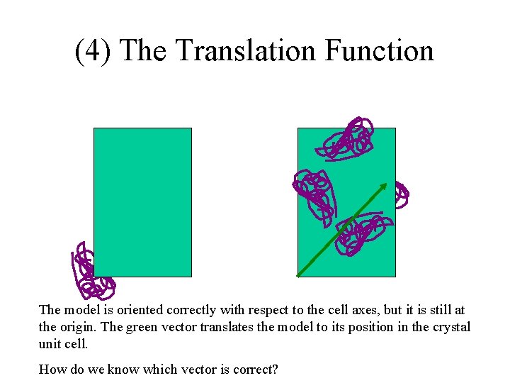 (4) The Translation Function The model is oriented correctly with respect to the cell