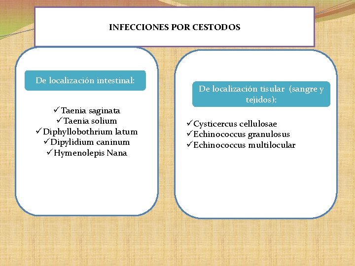 INFECCIONES POR CESTODOS De localización intestinal: üTaenia saginata üTaenia solium üDiphyllobothrium latum üDipylidium caninum INFECCIONES POR CESTODOS De localización intestinal: üTaenia saginata üTaenia solium üDiphyllobothrium latum üDipylidium caninum
