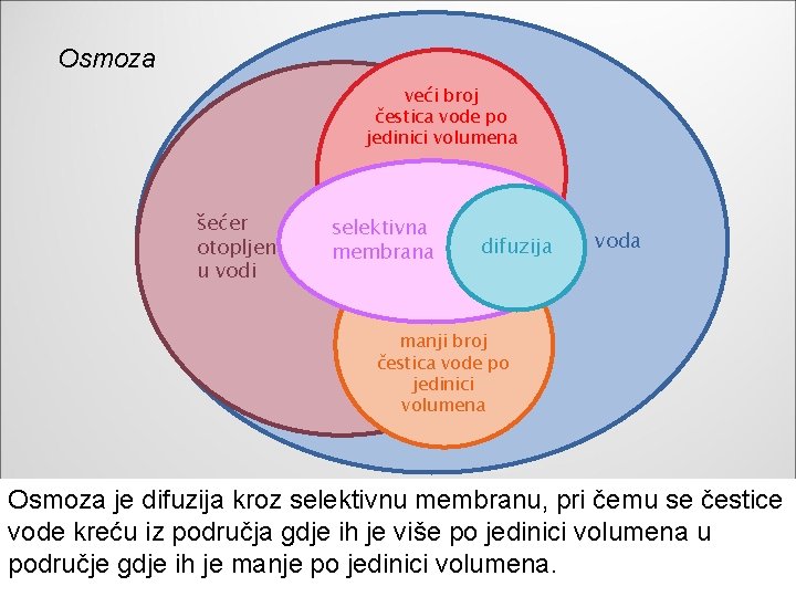 Osmoza veći broj čestica vode po jedinici volumena šećer otopljen u vodi selektivna membrana