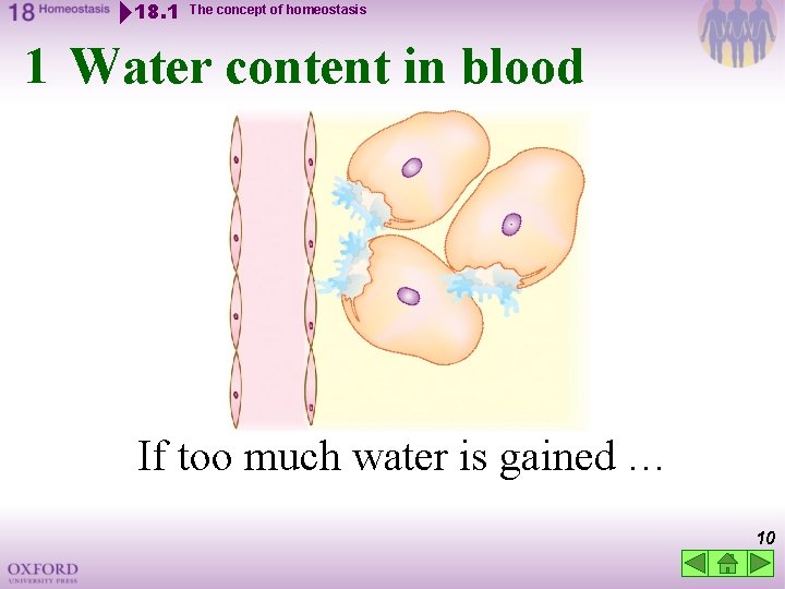 18. 1 The concept of homeostasis 1 Water content in blood If too much