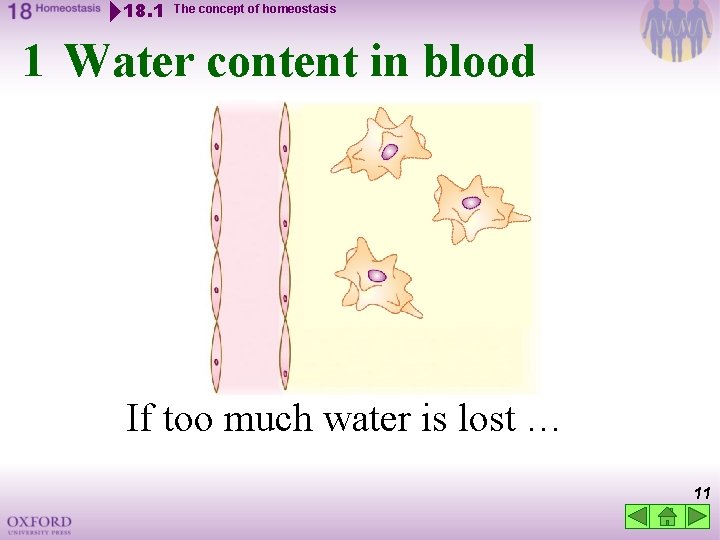 18. 1 The concept of homeostasis 1 Water content in blood If too much