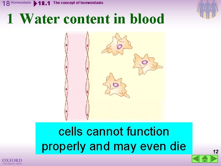 18. 1 The concept of homeostasis 1 Water content in blood If too much