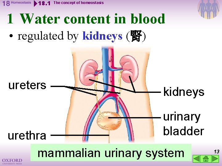 18. 1 The concept of homeostasis 1 Water content in blood • regulated by