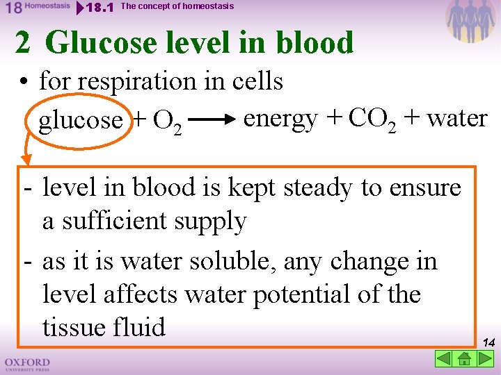 18. 1 The concept of homeostasis 2 Glucose level in blood • for respiration