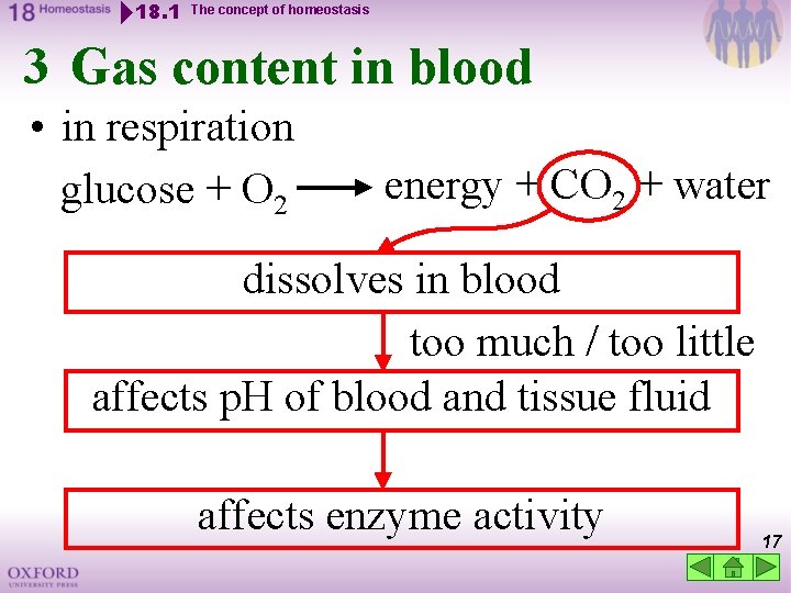 18. 1 The concept of homeostasis 3 Gas content in blood • in respiration