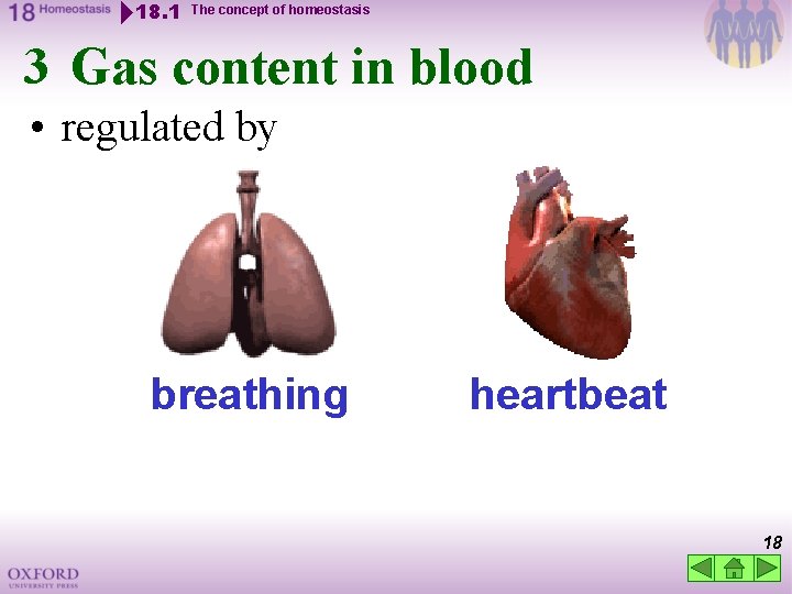 18. 1 The concept of homeostasis 3 Gas content in blood • regulated by