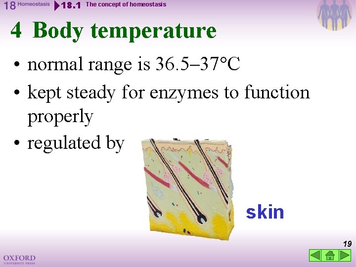 18. 1 The concept of homeostasis 4 Body temperature • normal range is 36.