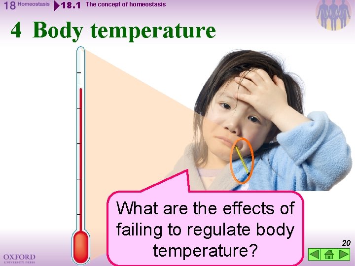 18. 1 The concept of homeostasis 4 Body temperature What are the effects of