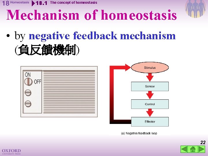 18. 1 The concept of homeostasis Mechanism of homeostasis • by negative feedback mechanism