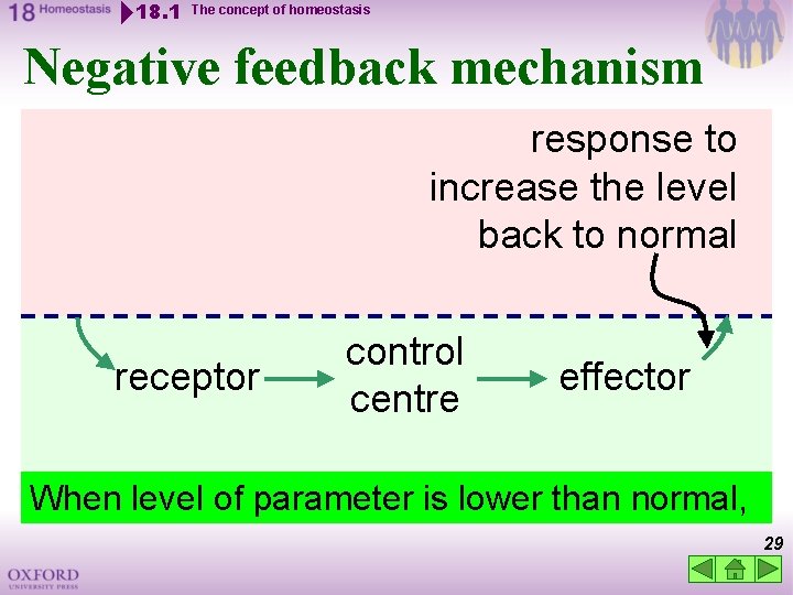 18. 1 The concept of homeostasis Negative feedback mechanism response to increase the level