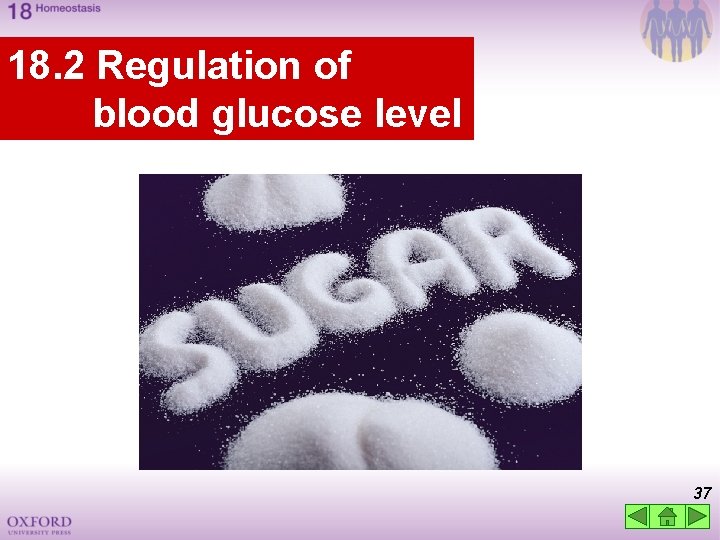 18. 2 Regulation of blood glucose level 37 