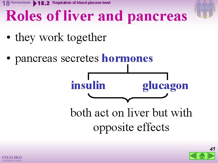 18. 2 Regulation of blood glucose level Roles of liver and pancreas • they