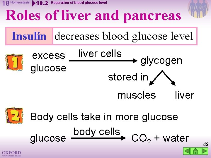 18. 2 Regulation of blood glucose level Roles of liver and pancreas Insulin decreases