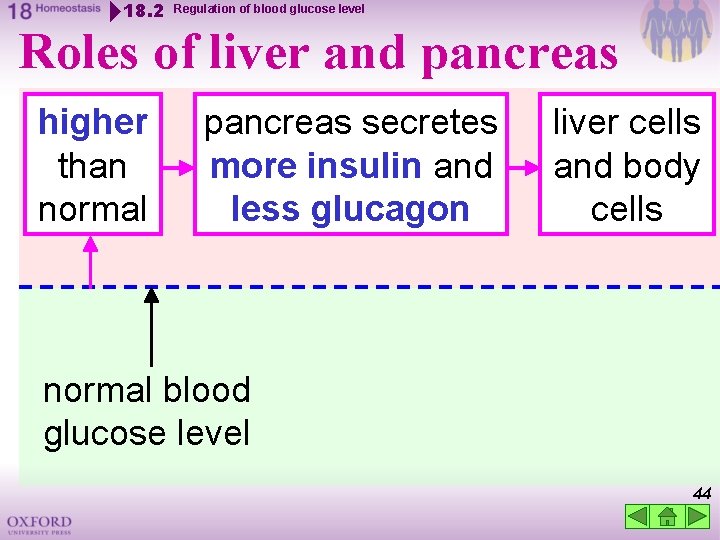 18. 2 Regulation of blood glucose level Roles of liver and pancreas higher than