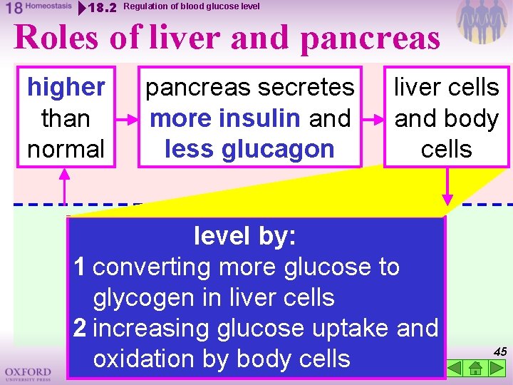 18. 2 Regulation of blood glucose level Roles of liver and pancreas higher than