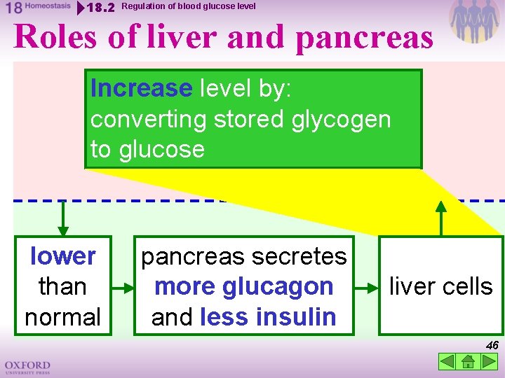 18. 2 Regulation of blood glucose level Roles of liver and pancreas Increase level