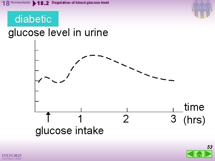 18. 2 Regulation of blood glucose level diabetic glucose level in urine 1 glucose