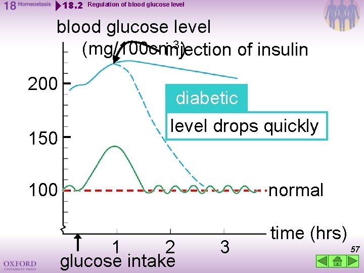 18. 2 Regulation of blood glucose level 3) (mg/100 cminjection of insulin 200 150
