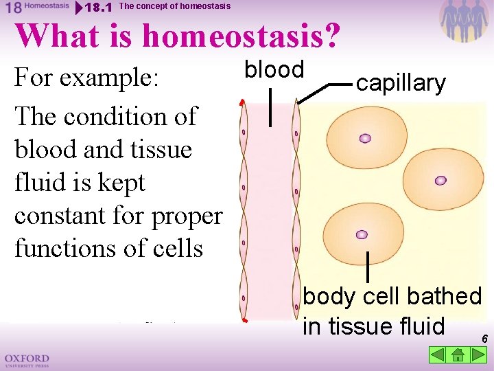 18. 1 The concept of homeostasis What is homeostasis? blood For example: The condition