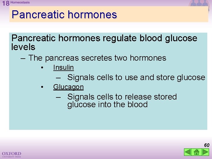 Pancreatic hormones regulate blood glucose levels – The pancreas secretes two hormones • Insulin