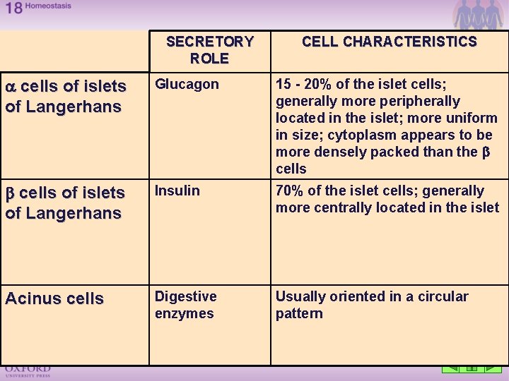 SECRETORY ROLE CELL CHARACTERISTICS cells of islets of Langerhans Glucagon 15 - 20% of