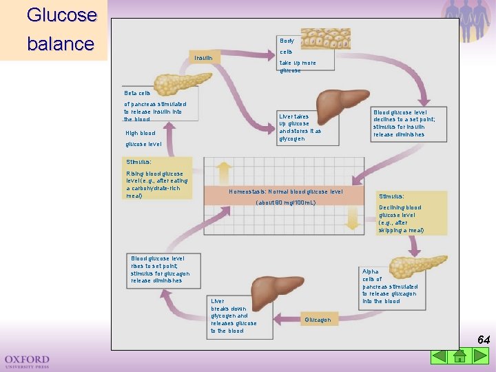 Glucose balance Body cells Insulin take up more glucose Beta cells of pancreas stimulated