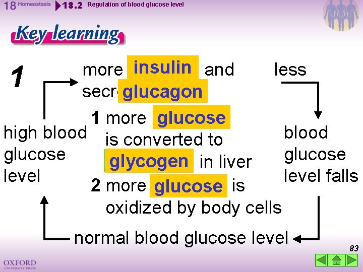 18. 2 Regulation of blood glucose level more insulin and less secreted glucagon 1