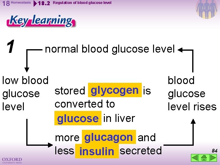 18. 2 1 Regulation of blood glucose level normal blood glucose level low blood