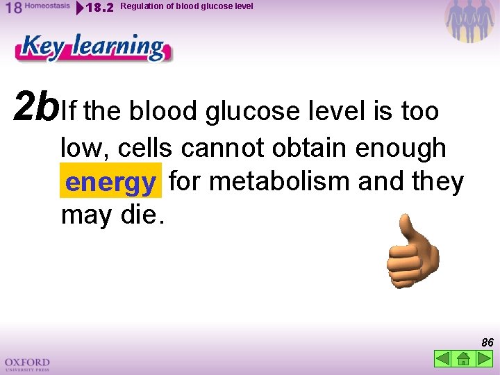 18. 2 Regulation of blood glucose level 2 b. If the blood glucose level