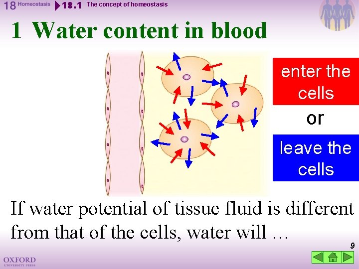 18. 1 The concept of homeostasis 1 Water content in blood enter the cells