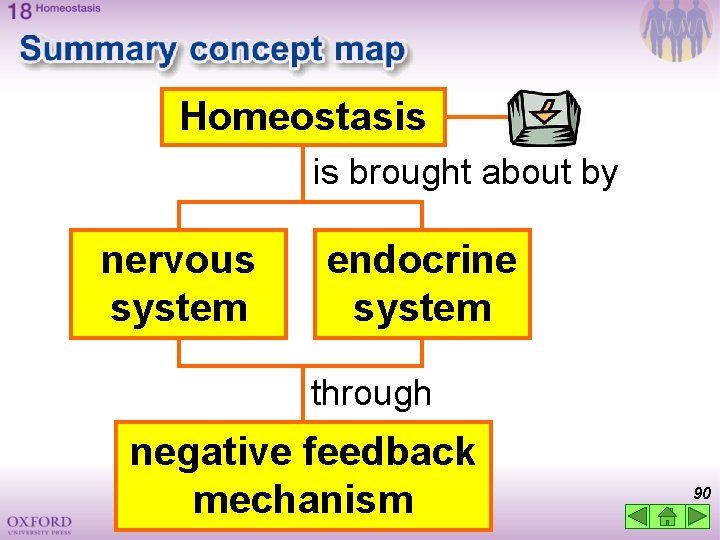 Homeostasis is brought about by nervous system endocrine system through negative feedback mechanism 90